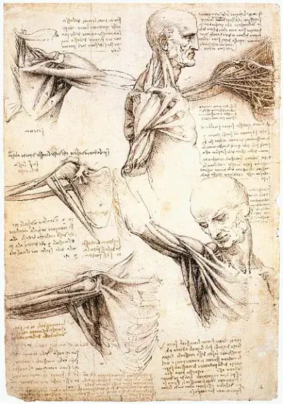 Corps Dessin anatomique d'un homme par Léonard de Vinci