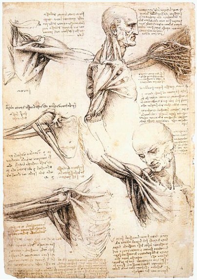 Dessin anatomique d'un homme par Léonard de Vinci